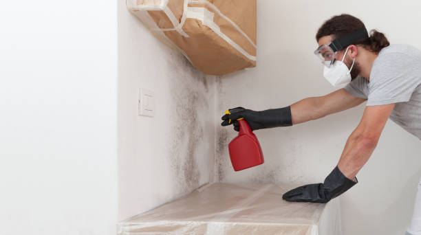 Attic Mold Remediation treatment on roof deck in Gibsonton