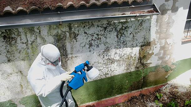 Mold Removal service in Gibsonton